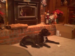 Jackie - Christmas Pedal Steel Dog