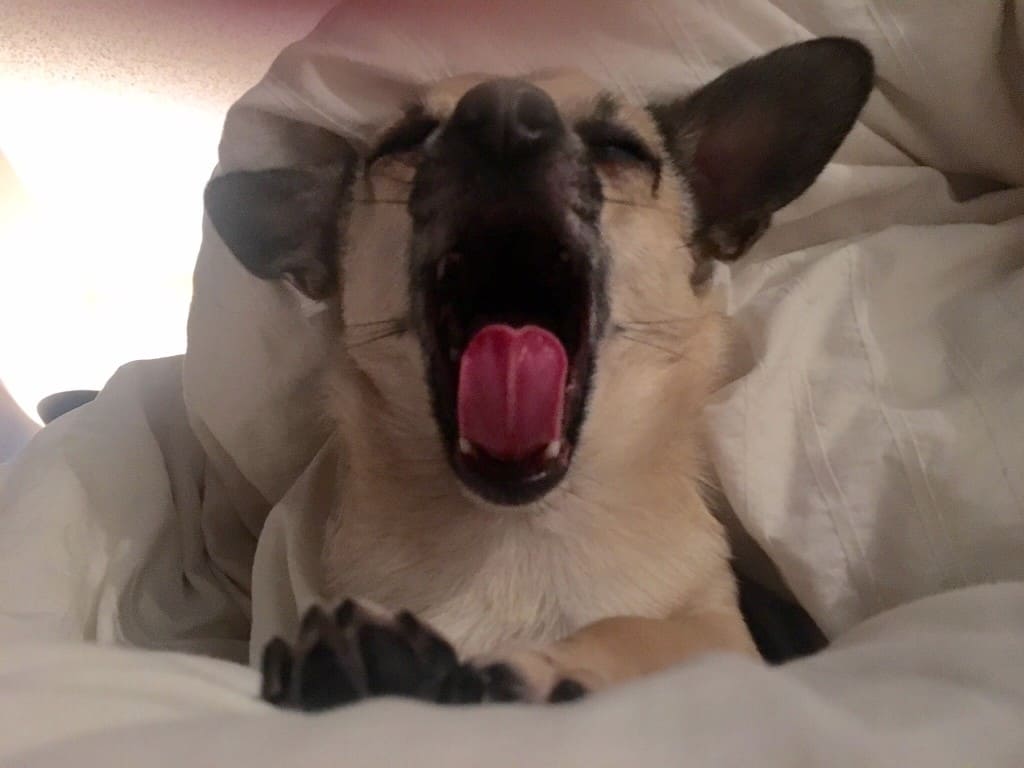 Rider The Dog - Cool Yawn