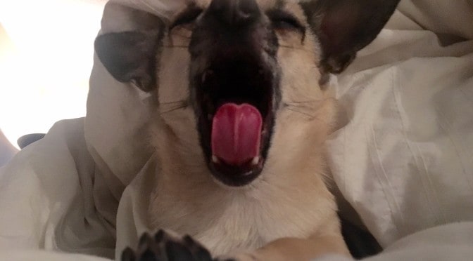 Rider The Dog - Cool Yawn